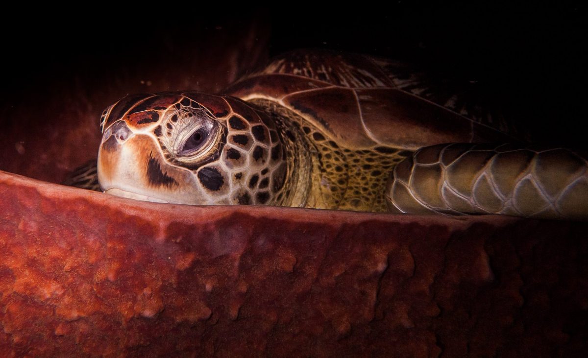 jolie tortue qui mange