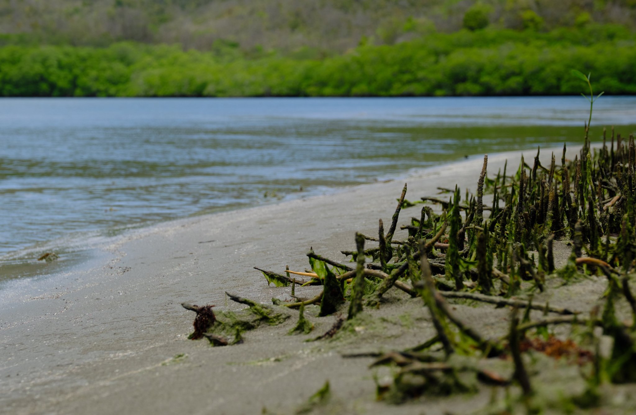 la mangrove